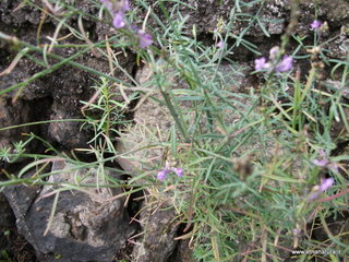 Tarderia
